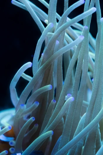 a close up of a sea anemone in an aquarium, by Gwen Barnard, thin blue arteries, spirals tubes roots, clown fish
