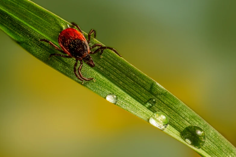 a tick sitting on top of a green leaf, a picture, by Adam Marczyński, pixabay, renaissance, red liquid, red grass, avatar image, rain and thick strands of mucus