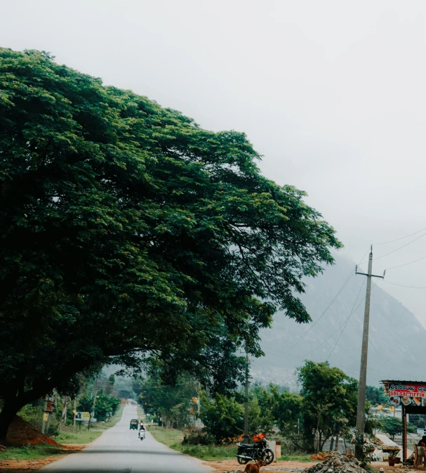 there are trees that have been blocking the road