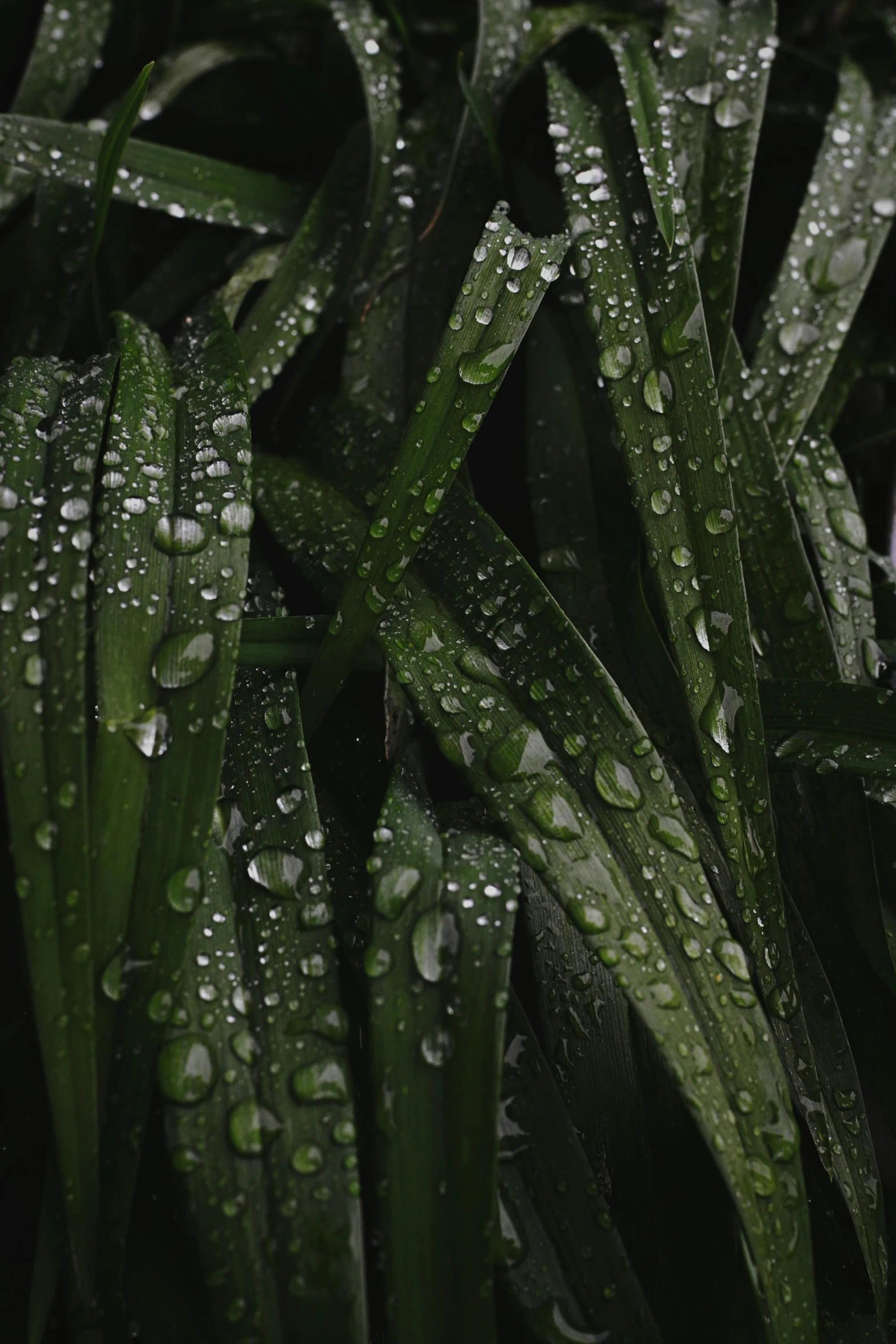 a close up of a plant with water droplets on it, dark green, reeds, sustainable materials, knees tucked in | rain falls