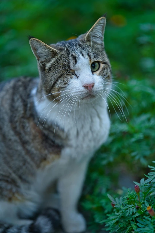 a cat that is sitting in the grass, with a white nose, paul barson, taken in the late 2010s, at twilight