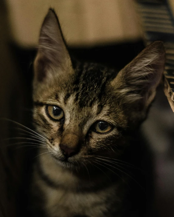 a close up of a cat looking at the camera, lgbtq, captured in low light, trending photo, small ears