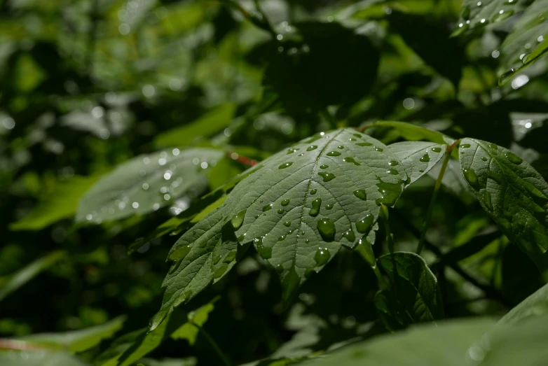 a close up of a leaf with water droplets on it, by Attila Meszlenyi, unsplash, photorealism, linden trees, high quality photo, cinematic shot ar 9:16 -n 6 -g, lush forest foliage