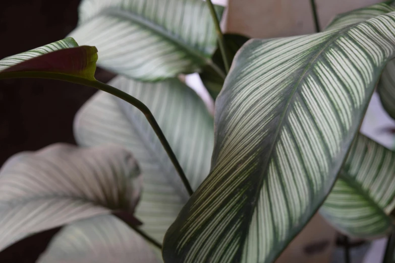 a close up of a plant with green leaves, silver，ivory, striped, payne's grey and venetian red, biophilia mood