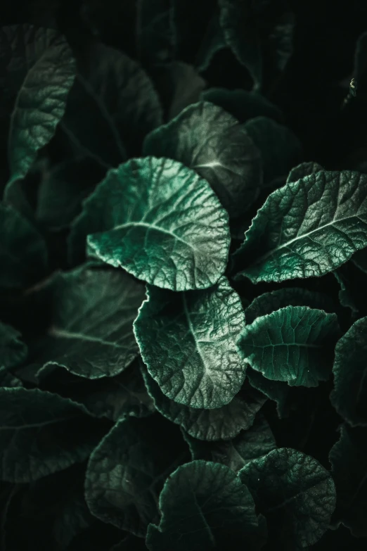 a close up of a plant with green leaves, inspired by Elsa Bleda, unsplash contest winner, renaissance, ( ( dark green, shot on hasselblad, rows of lush crops, salvia