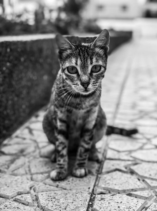a black and white photo of a cat sitting on a sidewalk, by Daniel Gelon, cat warrior, young and cute, in a square, cat female with a whit and chest