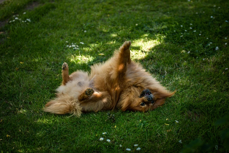 a dog rolling on its back in the grass, pexels contest winner, pomeranian mix, showing his paws to viewer, having fun in the sun, paul barson