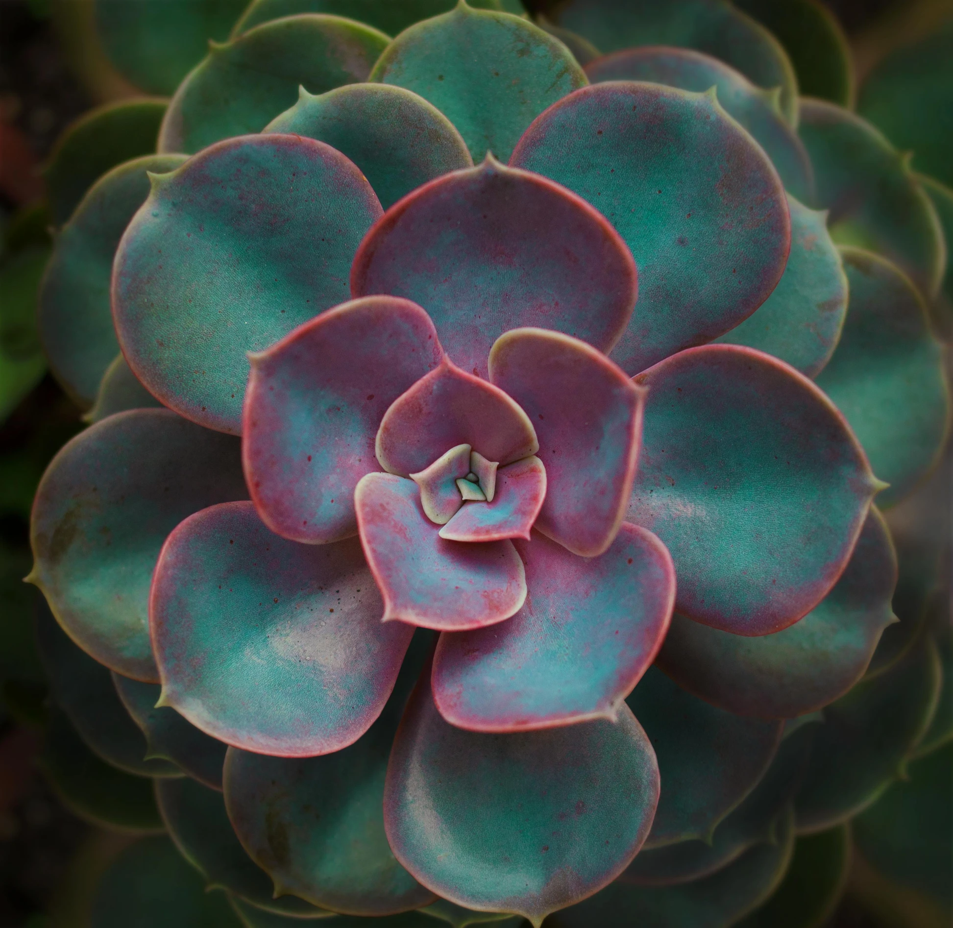 a close up of a flower on a plant, inspired by Elsa Bleda, pexels contest winner, art nouveau, teal and pink, geometrically realistic, peyote colors, rosette