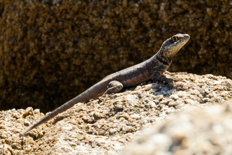 a lizard sitting on top of a rock, in the sun, amanda lilleston, including a long tail, avatar image