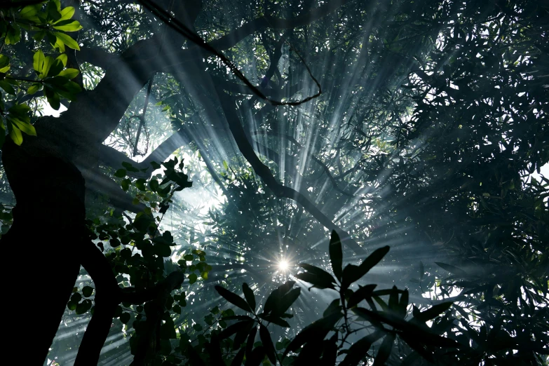 the sun shines through the trees in the forest, a screenshot, unsplash contest winner, light and space, malaysia jungle, lpoty, magical tree, mystical kew gardens