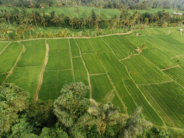 an aerial view of a green rice field, sumatraism, avatar image