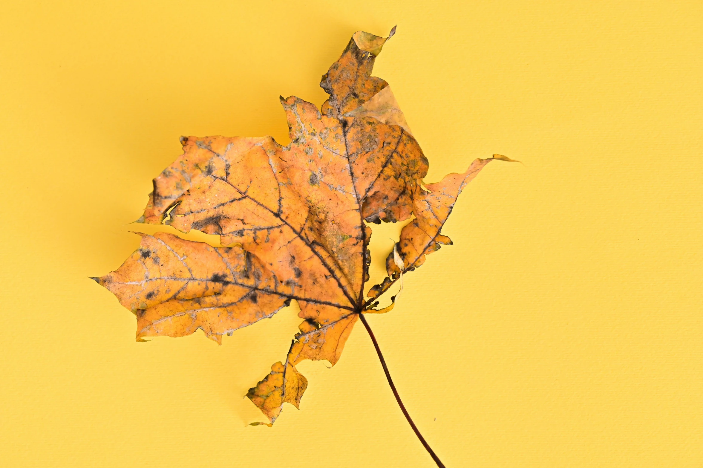 a close up of a leaf on a yellow background, trending on pexels, withered, maple tree, profile image