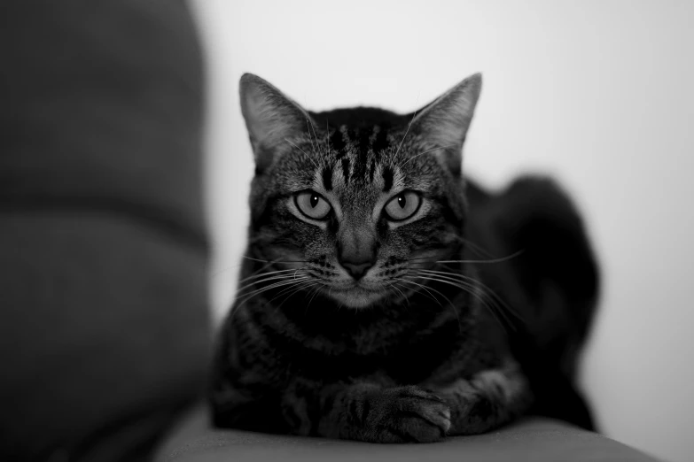 a black and white photo of a cat on a couch, unsplash, portrait”, armored cat, portrait black and white, young male