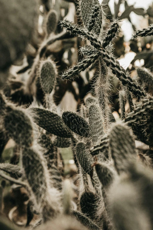 a close up of a cactus plant in a field, inspired by Elsa Bleda, trending on pexels, australian tonalism, leaves on branches, willow plant, lichens, with black vines