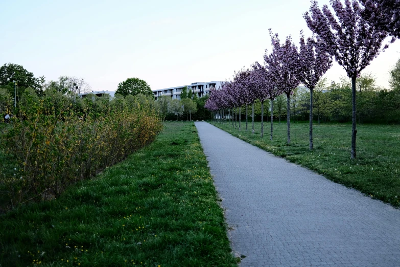 a walkway lined with trees next to a lush green field, inspired by Albert Paris Gütersloh, urban environment, cherry blossom trees, kreuzberg, purple trees