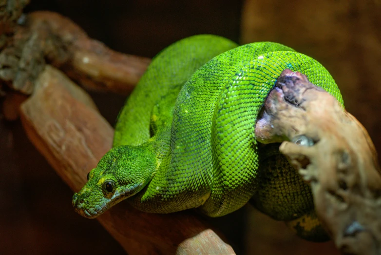 a close up of a green snake on a branch, trending on pexels, renaissance, giant coiling snake machine, sleepy, a brightly coloured, australian