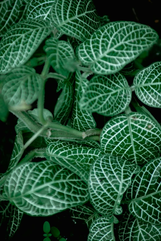 a close up of a plant with green leaves, patterned, various sizes, striped, with intricate detail