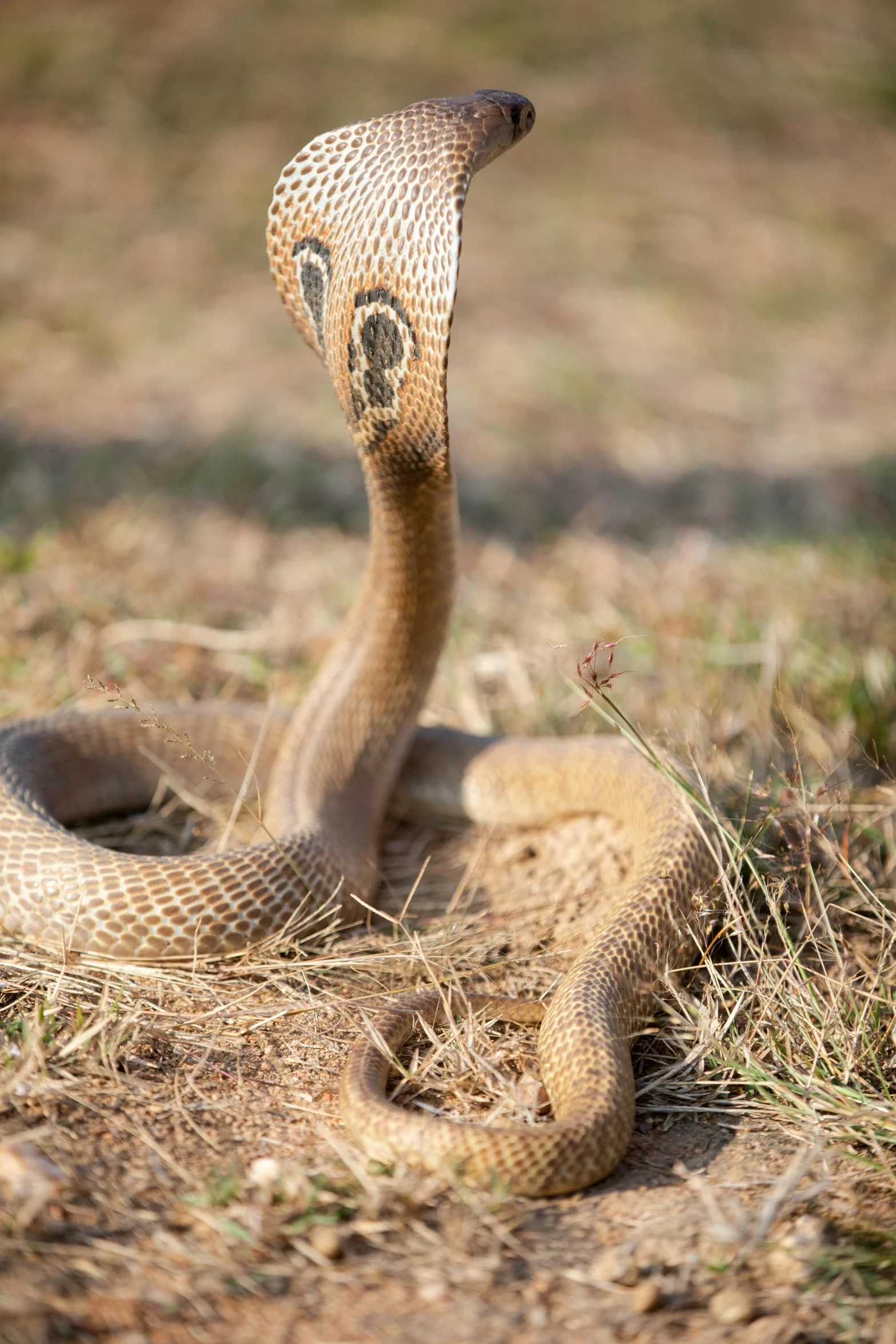 a close up of a snake on the ground, tan, in a fighting pose, long face, brown stubble