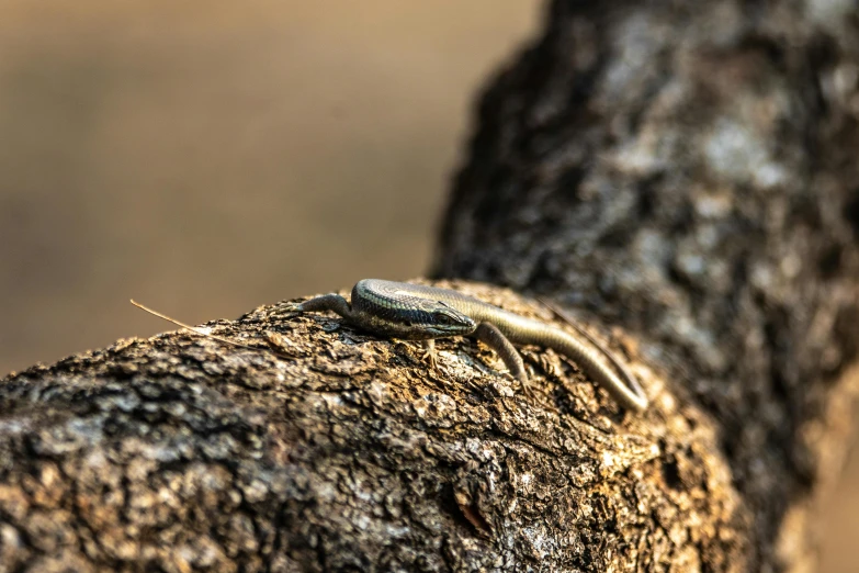 a lizard sitting on top of a tree branch, by Daniel Lieske, pexels contest winner, crawling on the ground, “ iron bark, a wooden, fishing