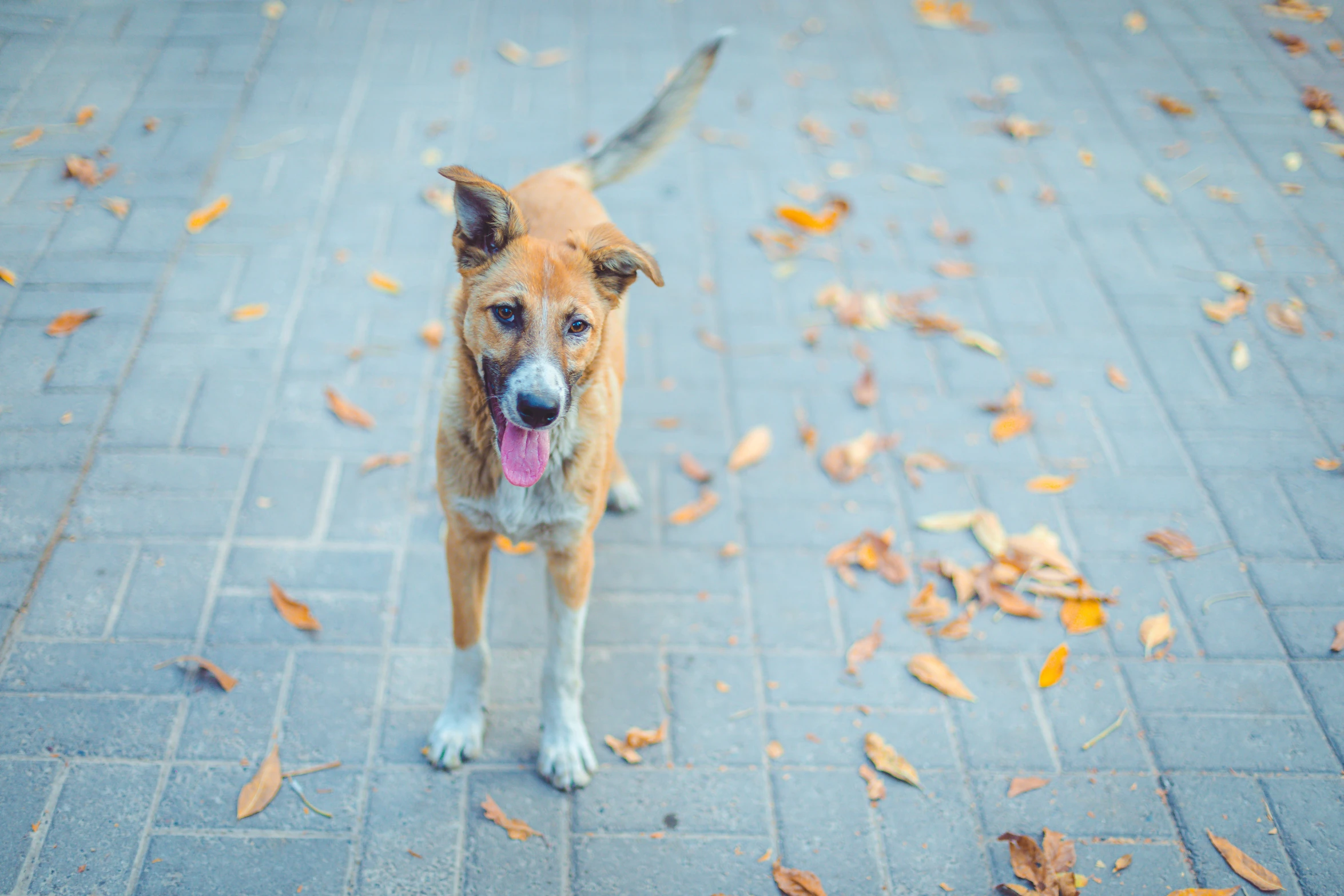 a dog that is standing on a sidewalk, inspired by Elke Vogelsang, pexels contest winner, 15081959 21121991 01012000 4k, fall season, australian, bluey