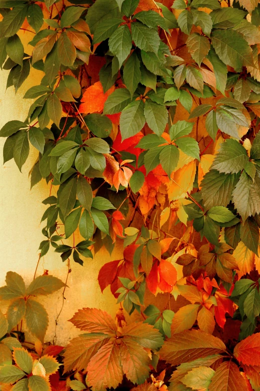 a fire hydrant sitting next to a wall covered in leaves, inspired by Frederick Goodall, multicoloured, hanging vines, at sunset in autumn, shades of gold display naturally