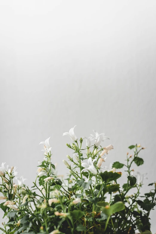 a vase filled with white flowers on top of a table, by Rebecca Horn, trending on unsplash, minimalism, salvia, with ivy, gradient white to silver, set against a white background