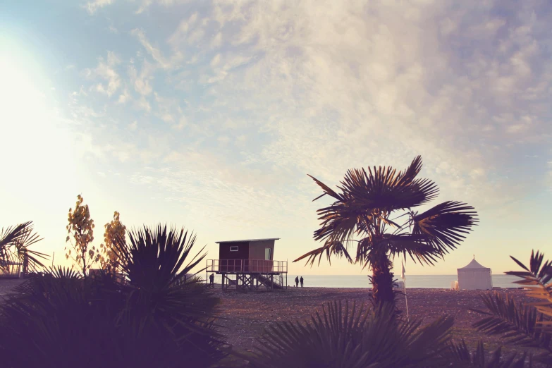 a palm tree sitting on top of a lush green field, a picture, by Niko Henrichon, unsplash, happening, italian beach scene, brown, sunfaded, beachwood treehouse