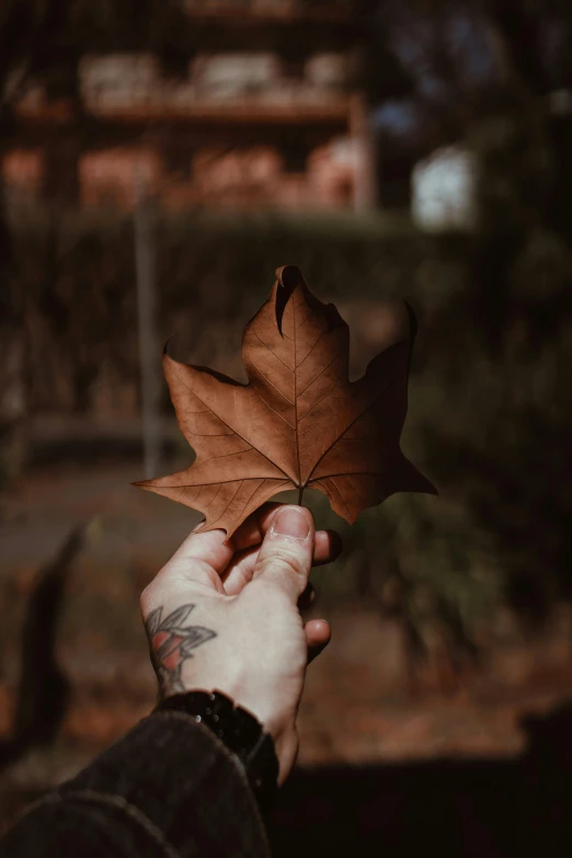 a person holding a leaf in their hand, a tattoo, pexels contest winner, he is wearing a brown sweater, today\'s featured photograph 4k, very pale skin, 🍁 cute