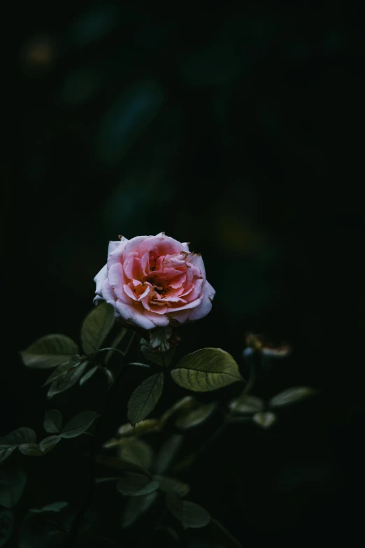 pink and white rose on nch with green leaves