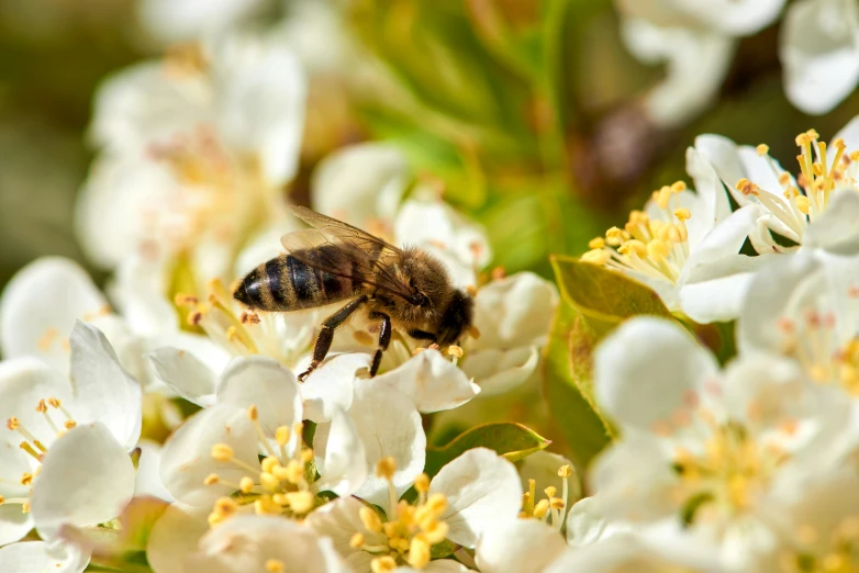 a close up of a bee on a flower, by Julia Pishtar, pexels, manuka, fragrant plants, thumbnail, white