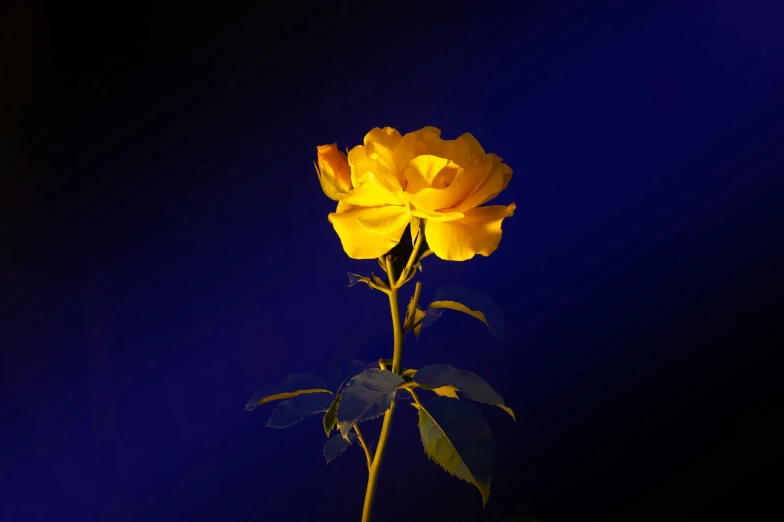 a single yellow rose is placed in front of a blue background