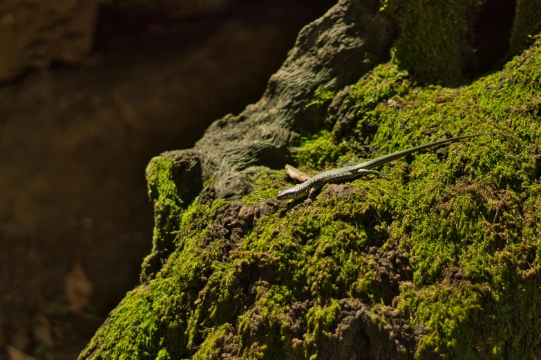 a lizard sitting on top of a moss covered rock, pexels contest winner, figuration libre, wood branch moss plants, plants inside cave, a sword stuck in the ground, full frame image