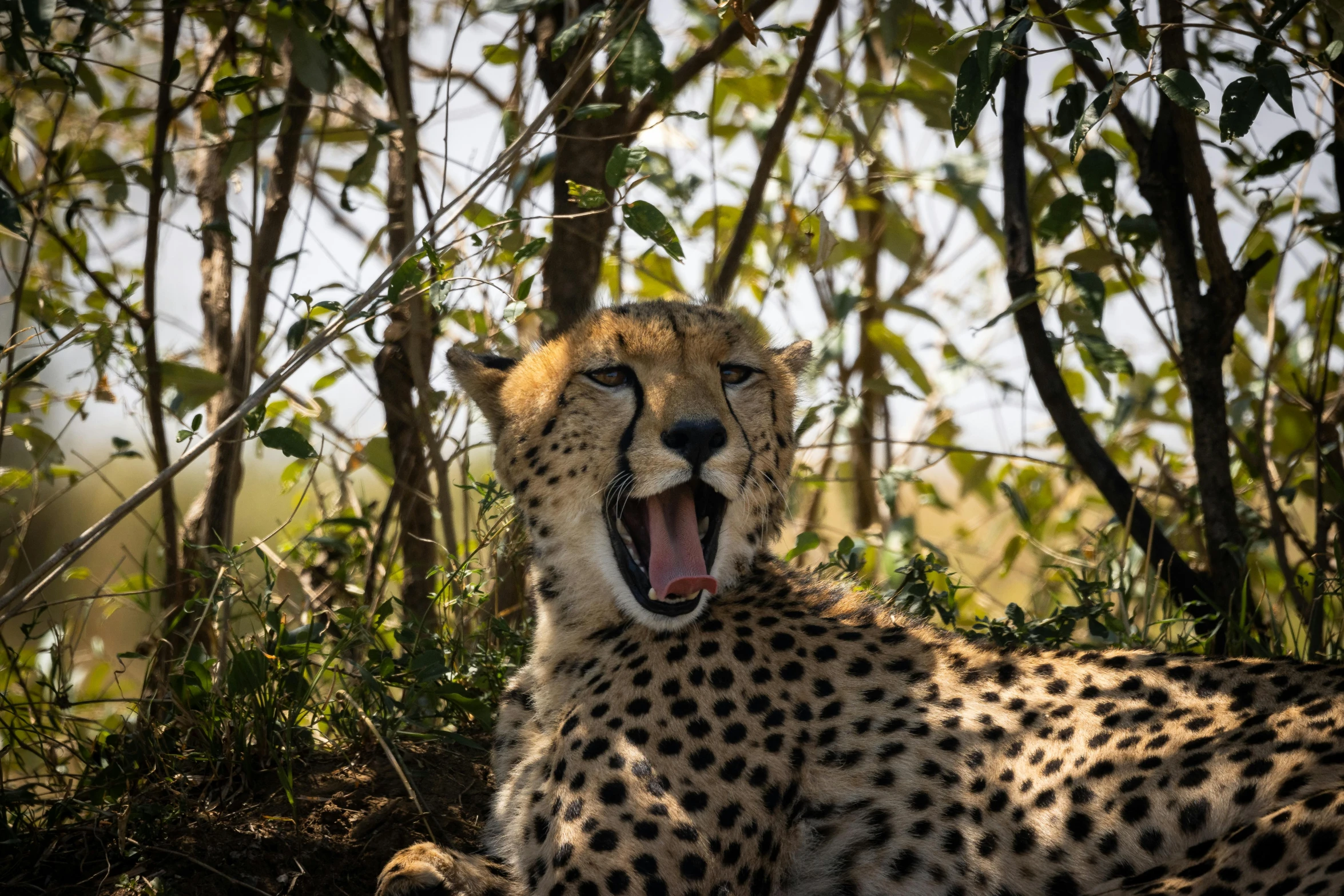 a cheetah yawns in the shade of the trees, a portrait, pexels contest winner, avatar image, fan favorite, shot on sony a 7, resting