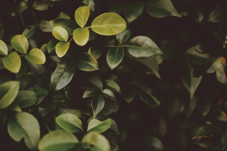 a close up of a plant with green leaves, trending on pexels, alessio albi, hedge, natural muted tones, instagram post
