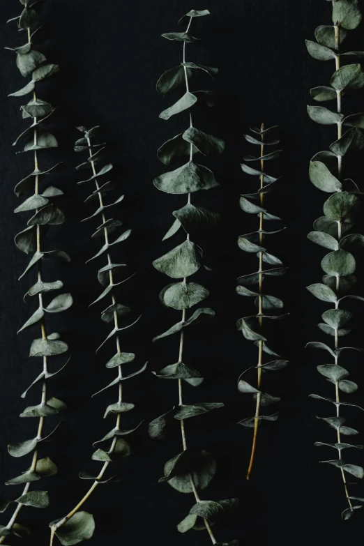 a bunch of eucalyptus leaves on a black background, an album cover, trending on pexels, kinetic art, in a row, herbs hanging, portrait of tall, carefully crafted