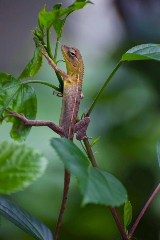 a lizard sitting on top of a tree branch, by Peter Churcher, sumatraism, leaves and vines, sri lanka, amongst foliage, f/2