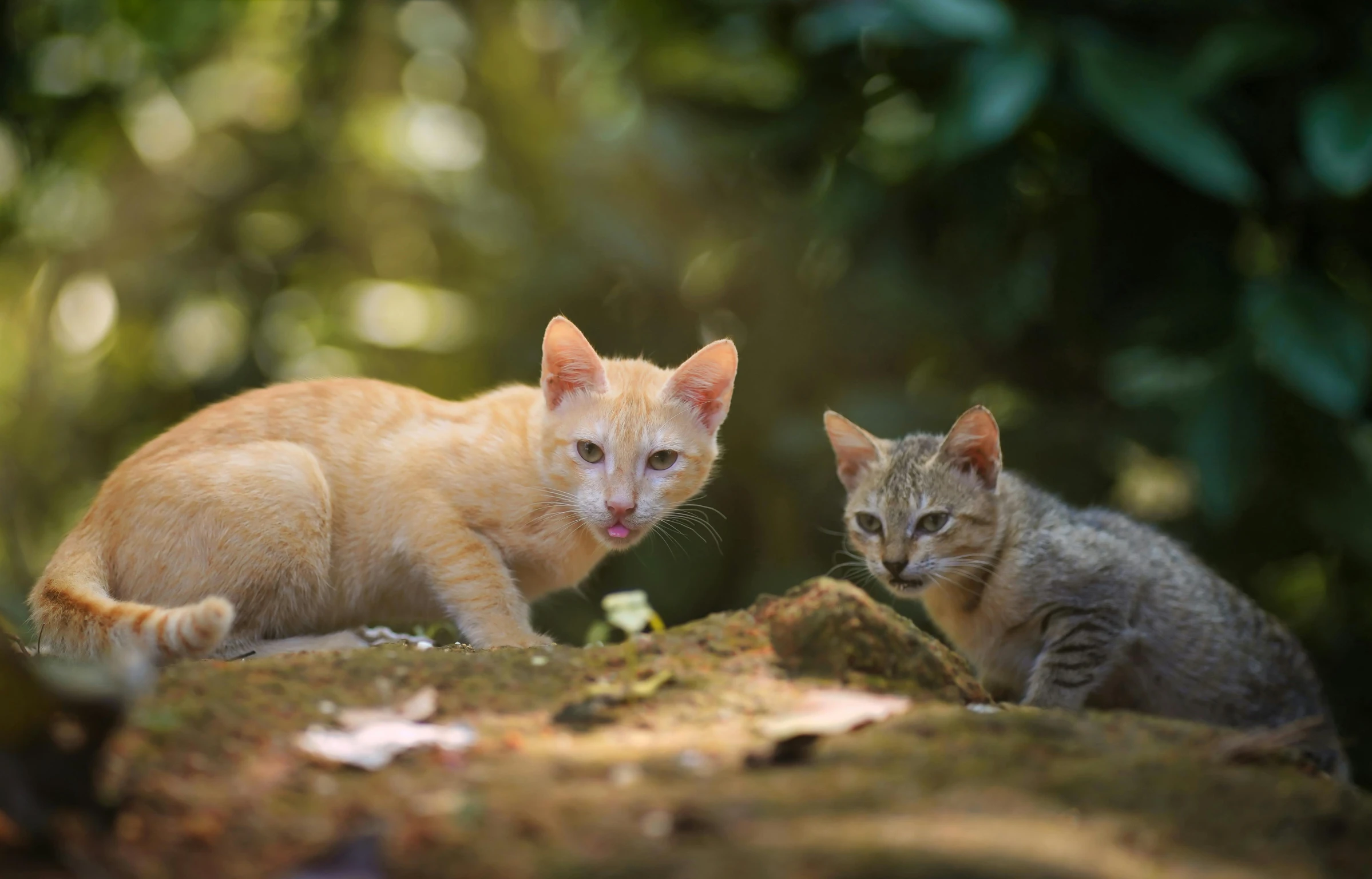 a couple of cats sitting on top of a tree stump, unsplash, sumatraism, cinematic shot ar 9:16 -n 6 -g, nice face, small animals, litter