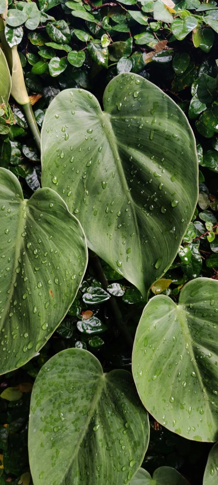 a close up of a plant with water droplets on it, a digital rendering, inspired by Thomas Struth, trending on pexels, photorealism, big leaf bra, wet lush jungle landscape, full frame image, taken on iphone 14 pro