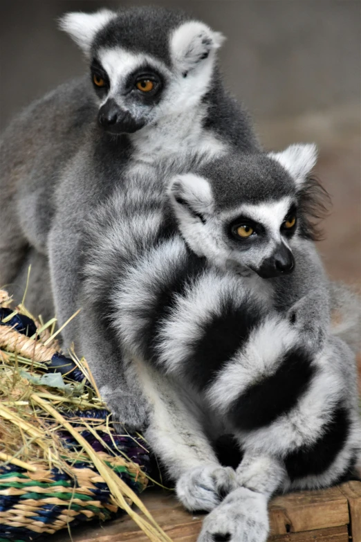 a couple of lemurs sitting next to each other, up close, scratching head, stripes, zoomed in