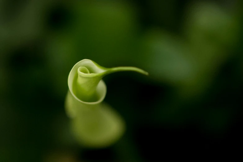 a close up of a leaf on a plant, a macro photograph, unsplash, minimalism, winding horn, flowers growing out of its head, paul barson, bells