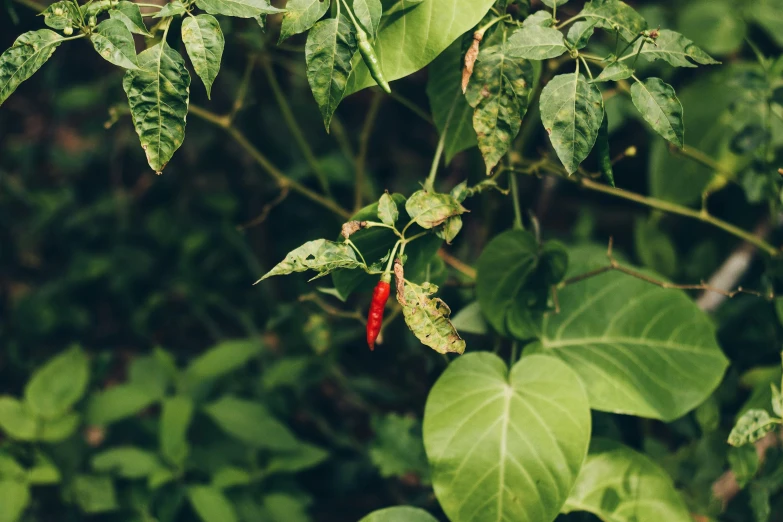 a close up of a plant with green leaves, unsplash, hurufiyya, chili, background image, instagram photo