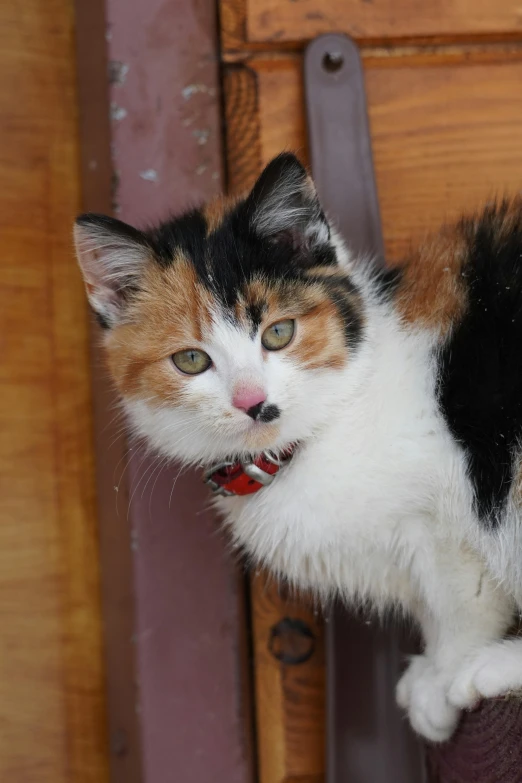 a calico cat sitting on top of a chair, with a white nose, up-close, kitten puppy teddy mix, 1 female