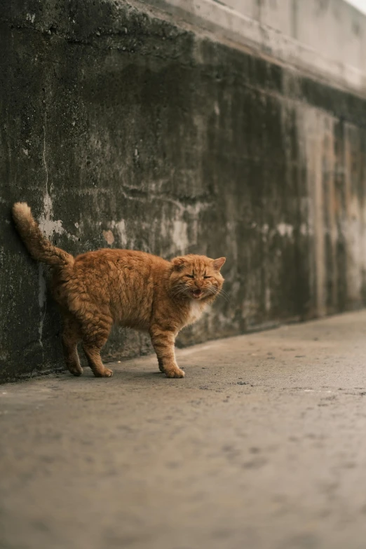 a cat that is standing next to a wall, unsplash, in hong kong, garfield, walking, paul lung