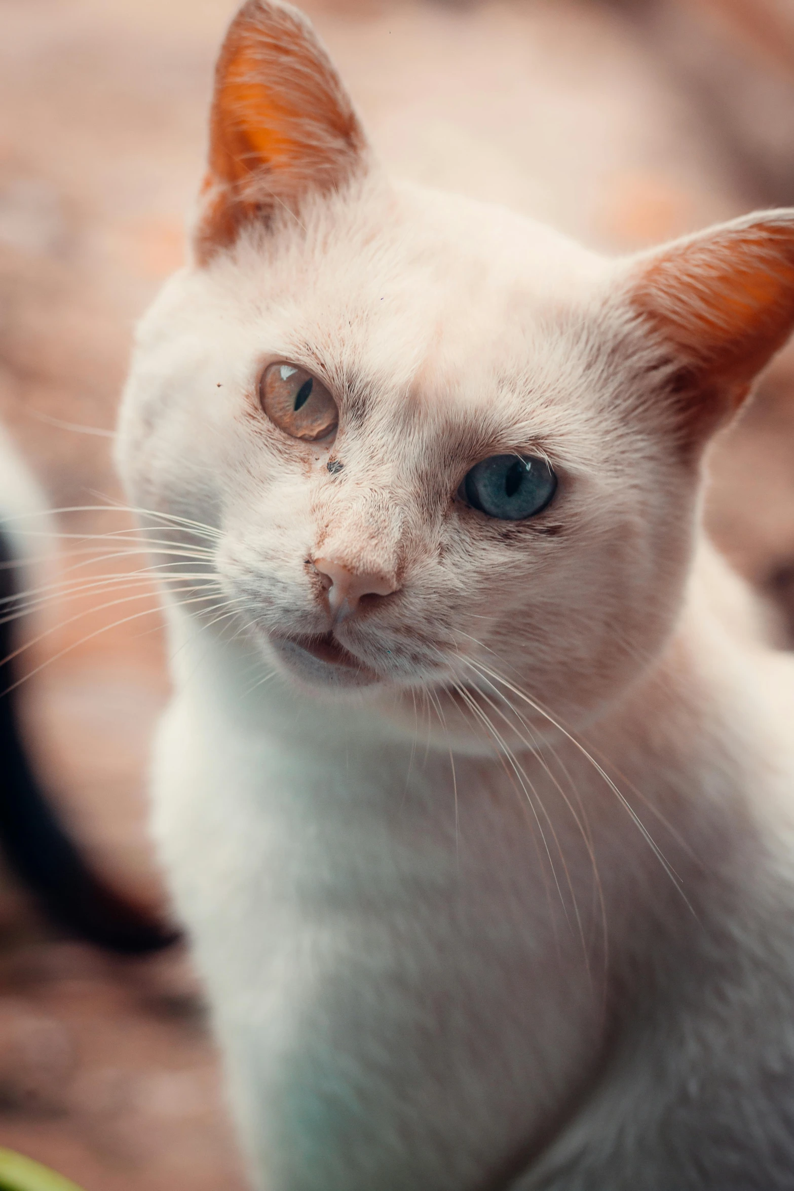 a close up of a cat looking at the camera, by Adam Marczyński, trending on unsplash, portrait of albino mystic, lut, scientific photo, taken in the late 2010s