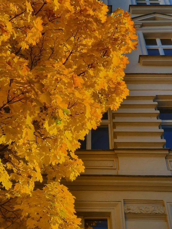 a tree with yellow leaves in front of a building, inspired by Mihály Munkácsy, pexels contest winner, color palette of gold, random detail, prague, close-up!!!!!!