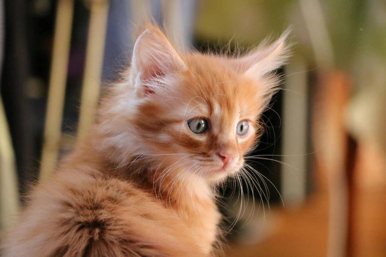 a small orange kitten sitting on top of a table, pexels, renaissance, long spiky fluffy smooth hair, looking off into the distance, upclose, over-the-shoulder shot