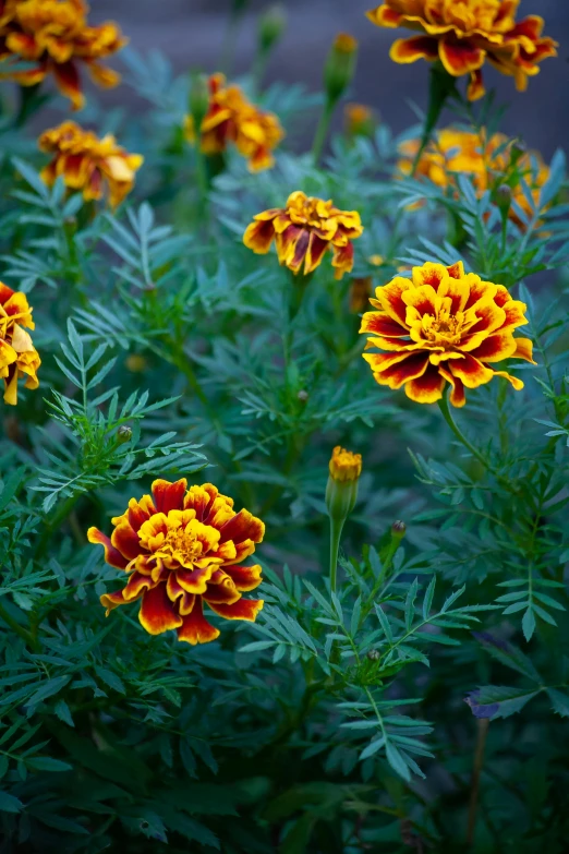 a bunch of yellow and red flowers in a garden, baroque, marigold flowers, with blunt brown border, lush surroundings