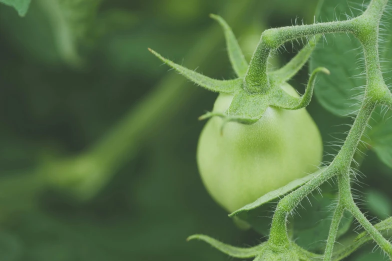 a close up of a green tomato plant, unsplash, background image, mozzarella, thumbnail, header text”