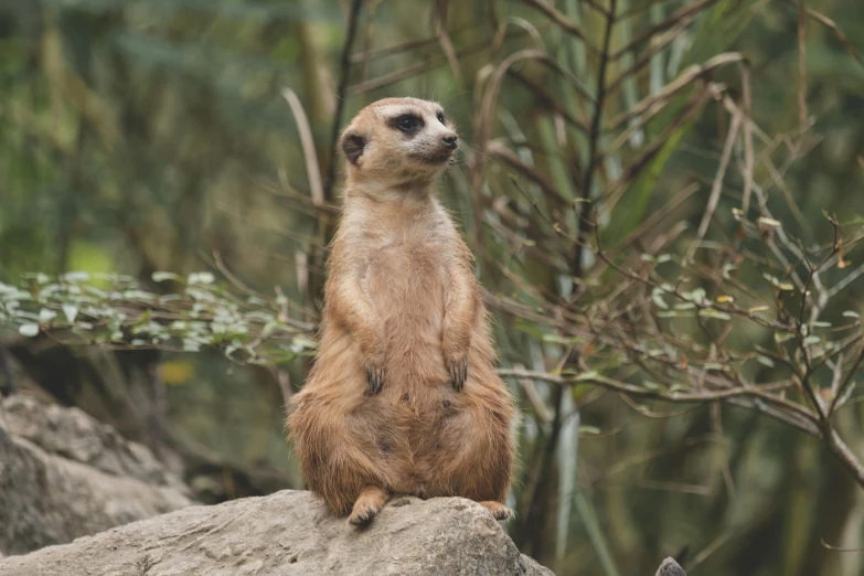 a close up of a small animal on a rock, trending on pexels, zootopia stile, standing triumphant and proud, sitting, zoo