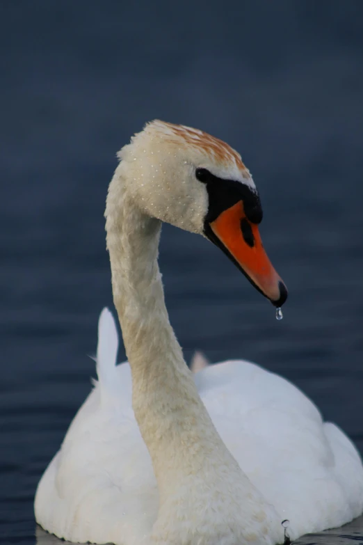 a white swan floating on top of a body of water, winking at the camera, white and orange, neck zoomed in, today\'s featured photograph 4k